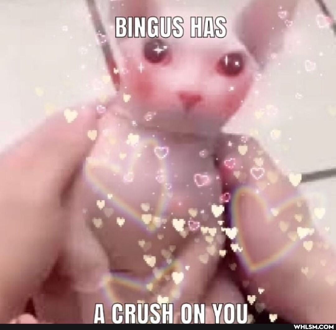 BINGUS HAS
NA ePHCH ON YOTI