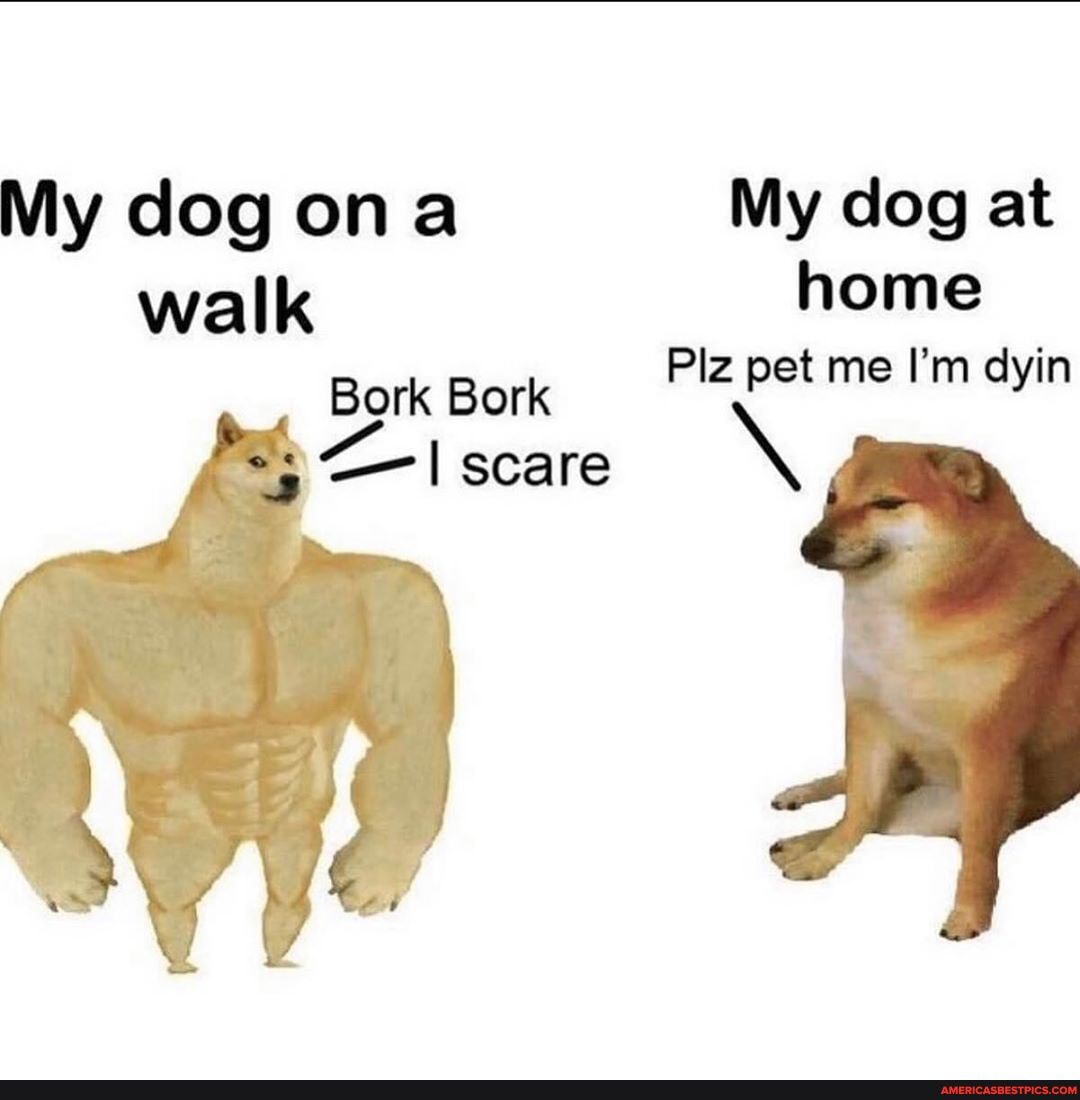My dog ona My dog at
walk home
Bork Bork Plz pet me I'm dyin
-I scare