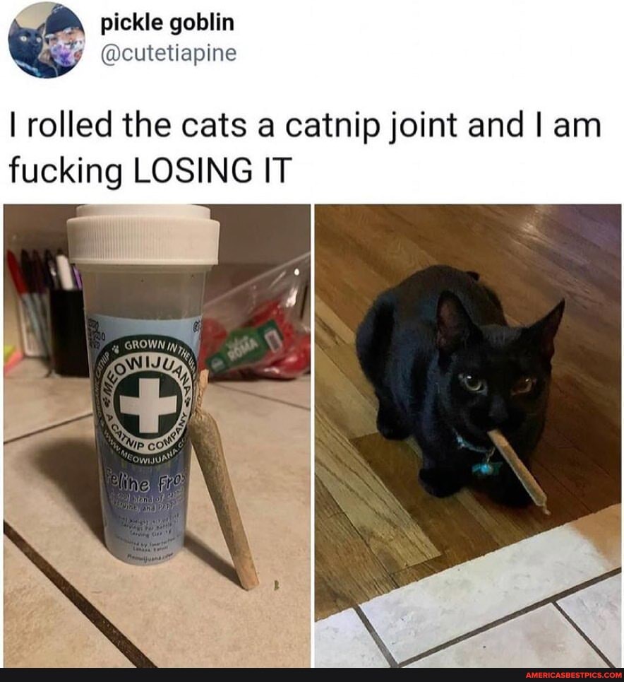 pickle goblin
@cutetiapine
I rolled the cats a catnip joint and I am fucking LOSING IT