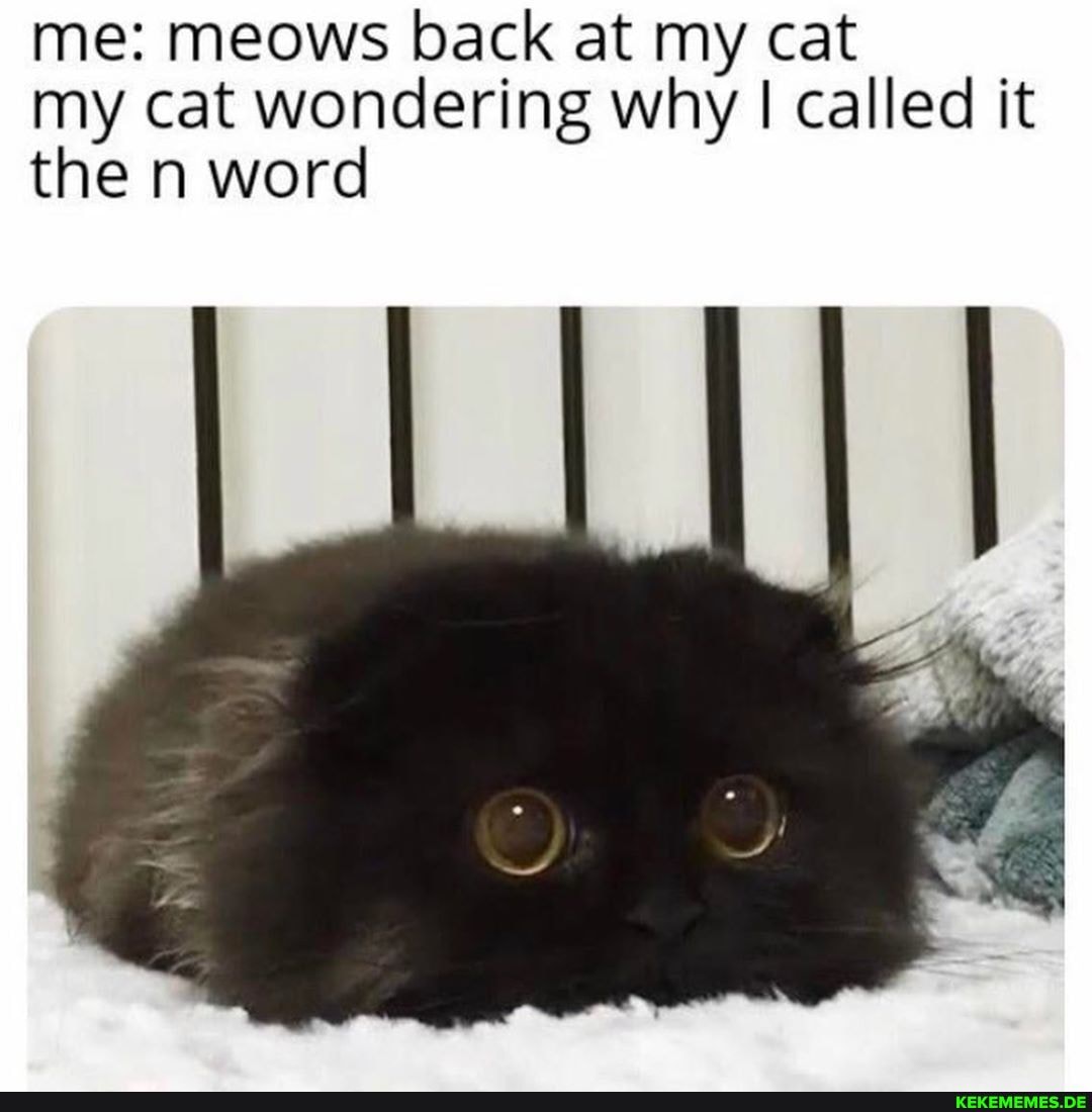 me: meows back at my cat my cat wondering why I called it the n word