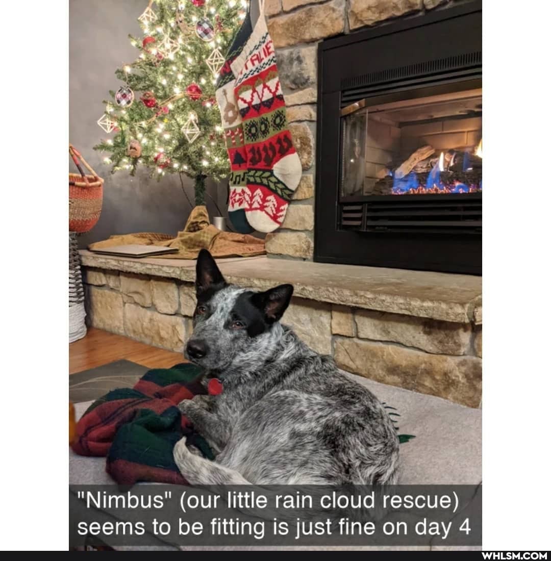 "Nimbus" (our little rain cloud rescue) seems to be fitting is just fine on day 4