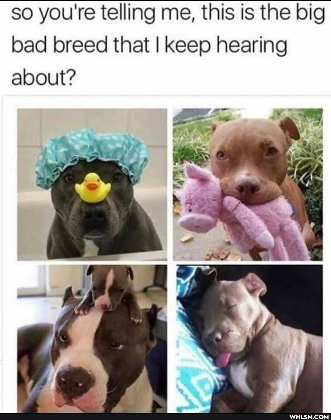 so you're telling me, this is the big bad breed that I keep hearing about?