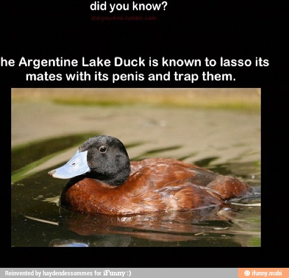 he Argentine Lake Duck is known to lasso its mates with its penis and trap ...