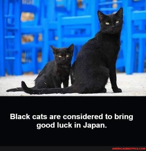 Black cats are considered to bring good luck in Japan. America’s best