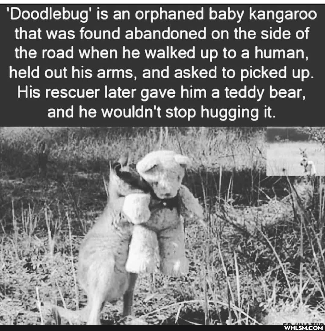 that was found abandoned on the side of
the road when he walked up to a human,
held out his arms, and asked to picked up.
Hi
His rescuer later gave him a teddy bear,
Hi
'Doodlebug' is an orphaned baby kangaroo
and he wouldn't stop hugging it.
AT