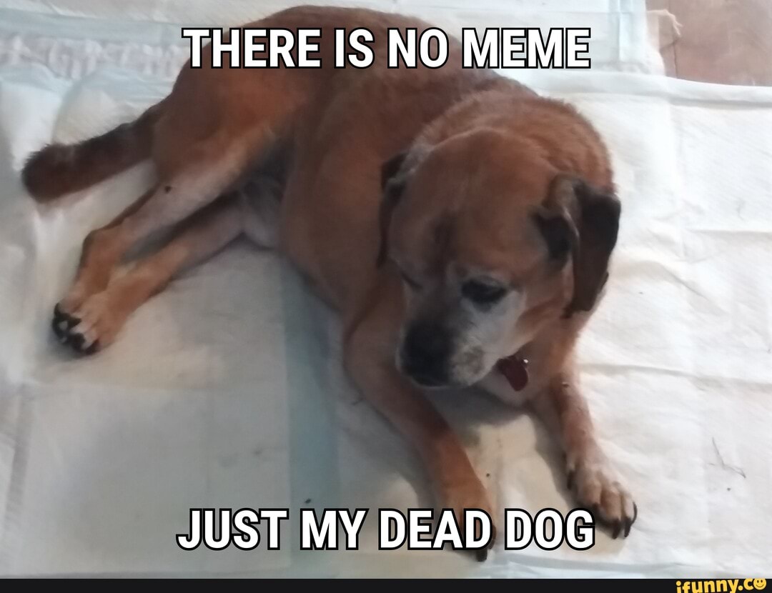 no meme dog