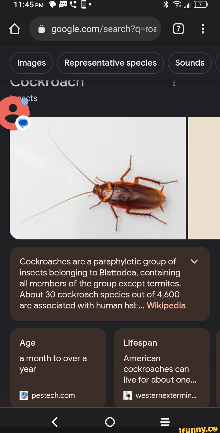 Goog all Images Representative species Sounds Cockroaches are a ...