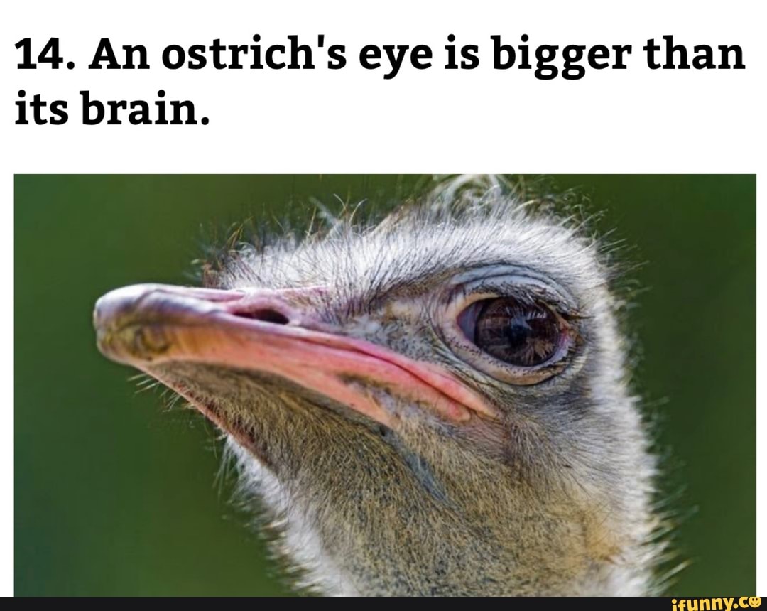 14. An ostrich's eye is bigger than its brain. - iFunny