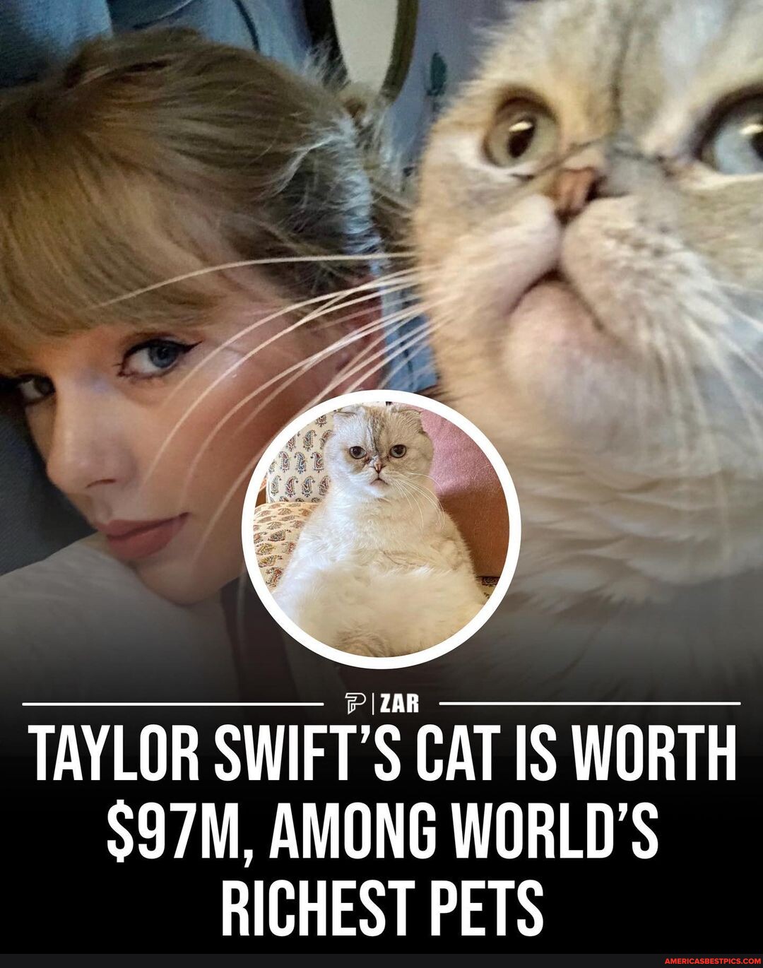 Taylor Swift’s Beloved Cat, A Scottish Fold Named Olivia Benson, Is The ...