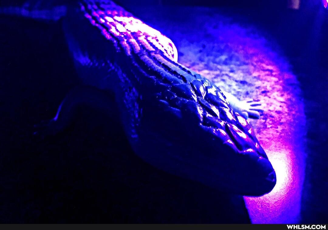 pets, lizard, bluetongueskink