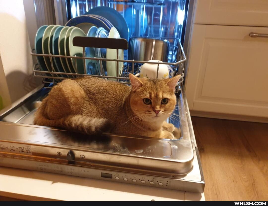 funny, cat, cats, funny_cats