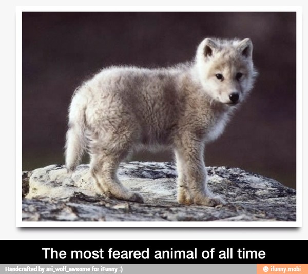 The most feared animal of all time The most feared animal of all time )