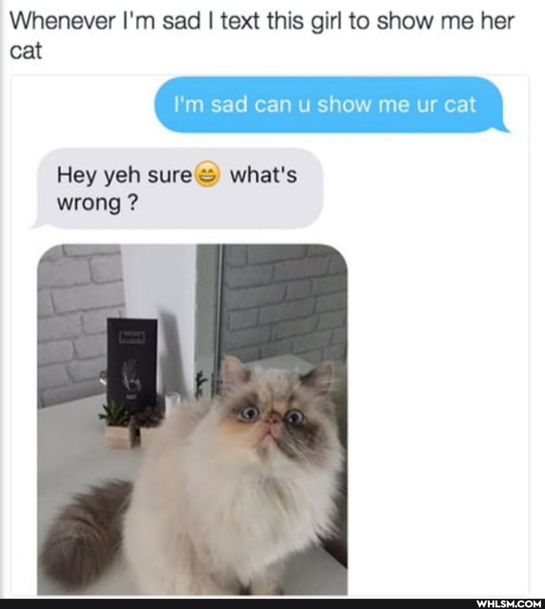 Whenever I'm sad I text this girl to show me her
I'm sad can u show me ur cat
Hey yeh sure what's wrong ?
cat
