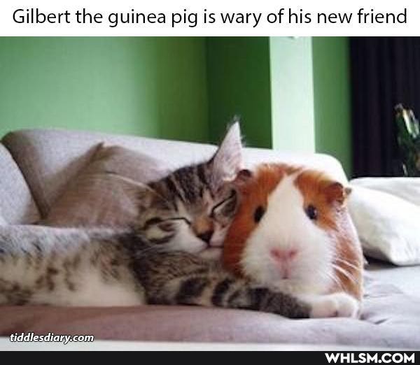 Gilbert the guinea pig is wary of his new friend
SS