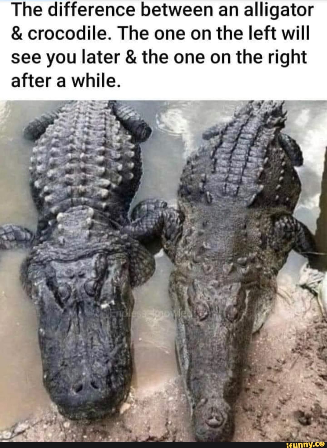 The difference between an alligator & crocodile. The one on the left ...