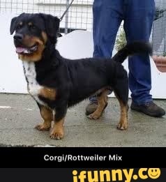 corgi rottweiler