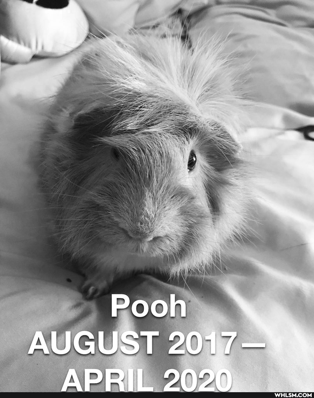 Pooh
AUGUST 2017-"
ADRIL 9NDN