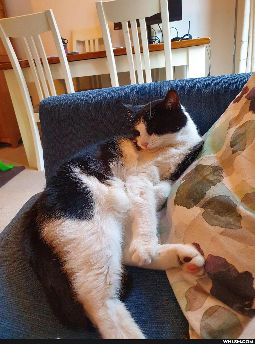 cat, catnip