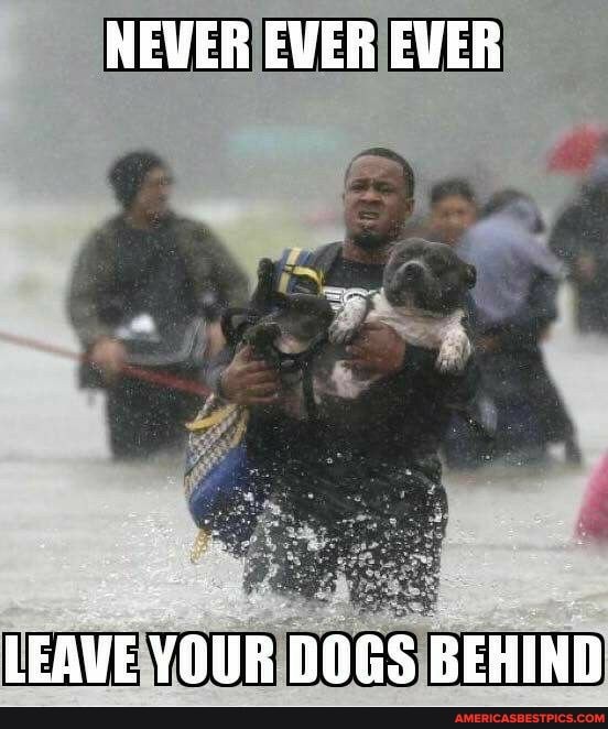 NEVER EVER EVER
LEAVE YOUR DOGS BEHIND