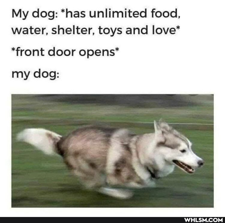 My dog: *has unlimited food, water, shelter, toys and love*
*front door opens*
my dog: