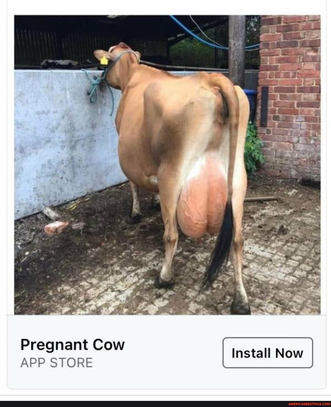 Pregnant Cow
APP STORE
Install Now