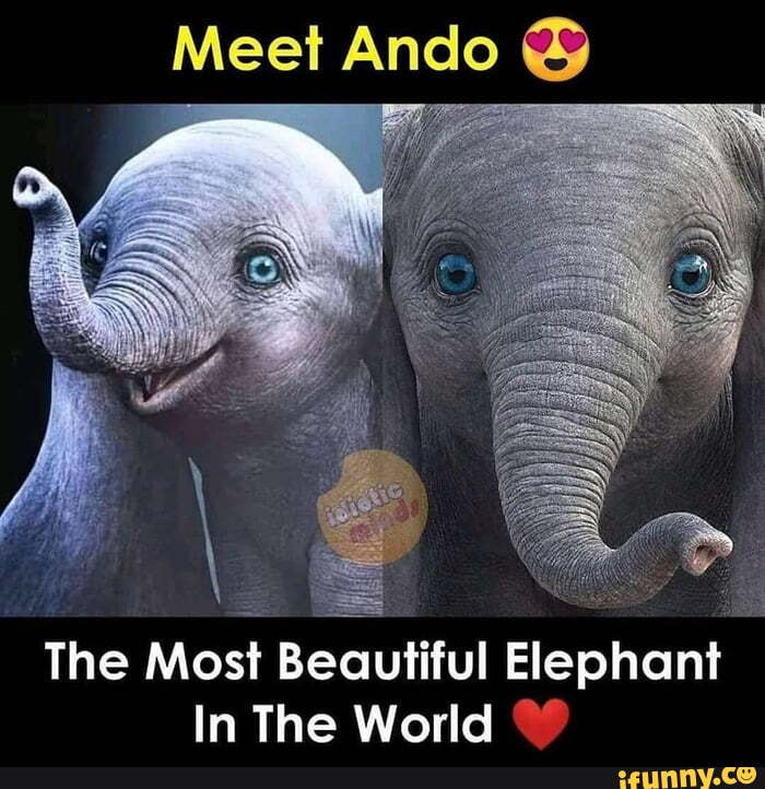 Meet Ando The Most Beautiful Elephant In The World iFunny