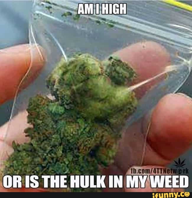 AMI HIGH
OR THE HULK IN MY WEED