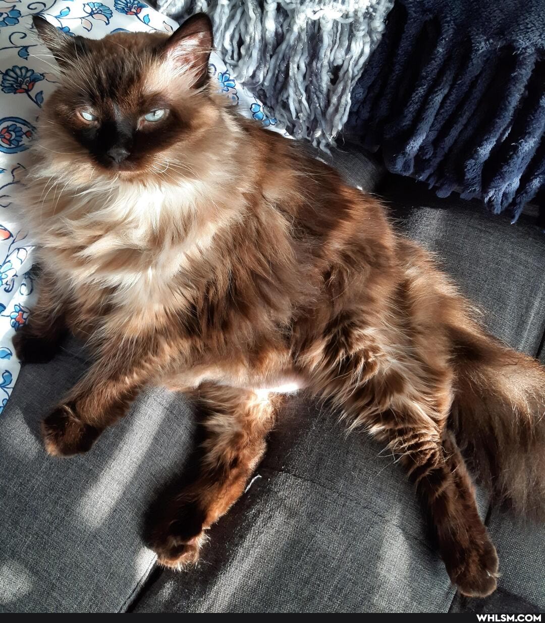 cat, cats, cute_animal, caturdayeveryday