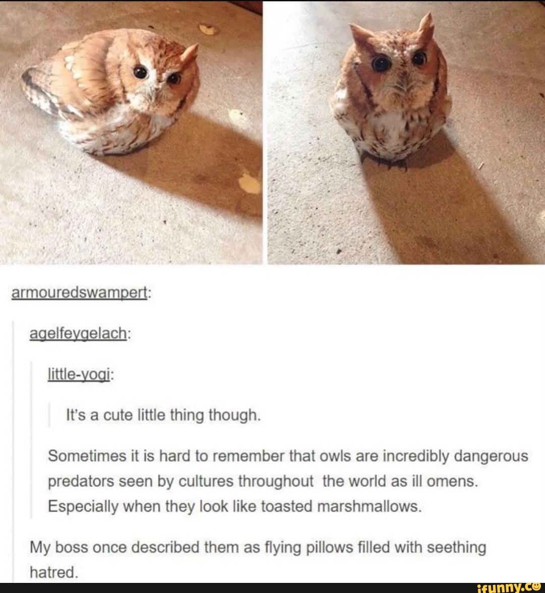 thing though.
Sometimes it is hard to remember that owls are incredibly dangerous
predators seen by cultures throughout the world as ill omens.
Especially when they look like toasted marshmallows.
My boss once described them as flying pillows filled with seething
hatred.