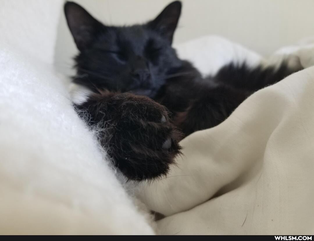 cat, caturday, aww, funny