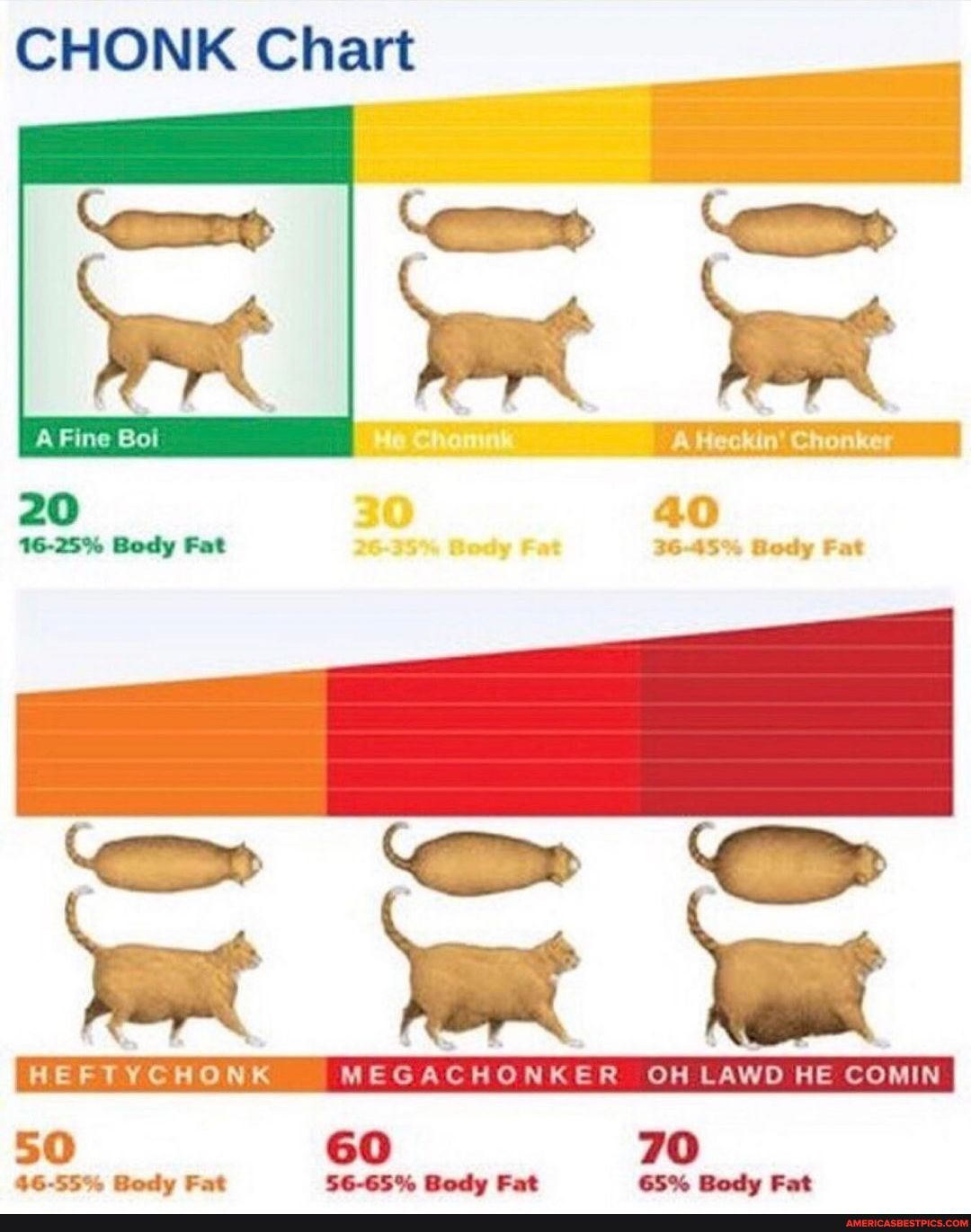 CHONK Chart Fine Bot Heckin' Chonker 40 3645 Body Fat HEFTYCHONK