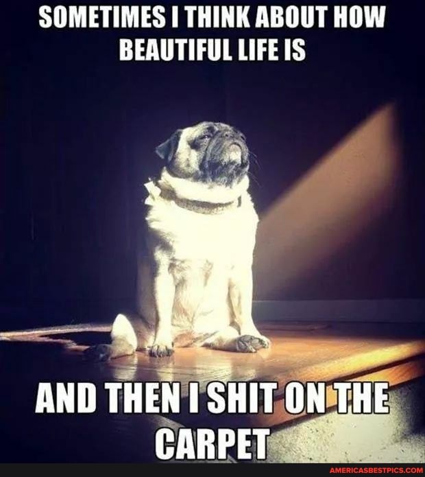SOMETIMES THINK ABOUT HOW BEAUTIFUL LIFE IS
AND THEN SHIT ON THE CARPET
