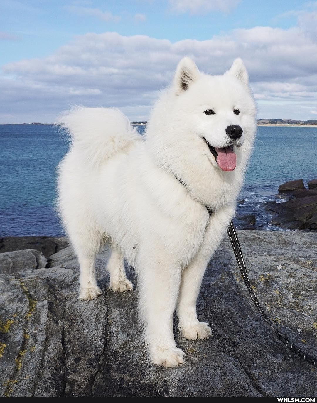 dog, national_dog_day