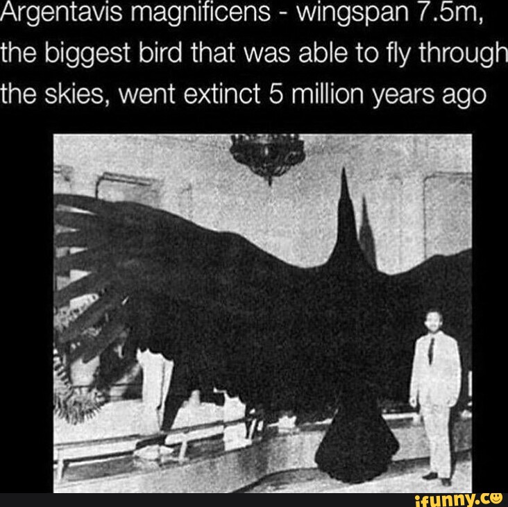 Argentavis magniticens wingspan /.om, the biggest bird that was able