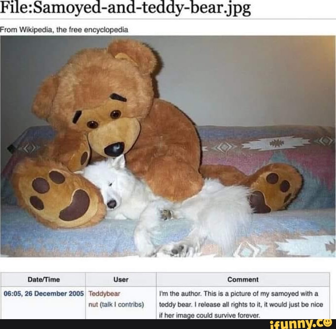 meme muy xD  Teddy, Memes, Teddy bear