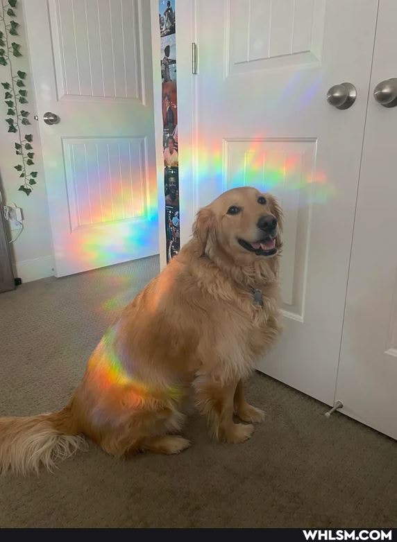 dogs, aww, rainbow, doggo