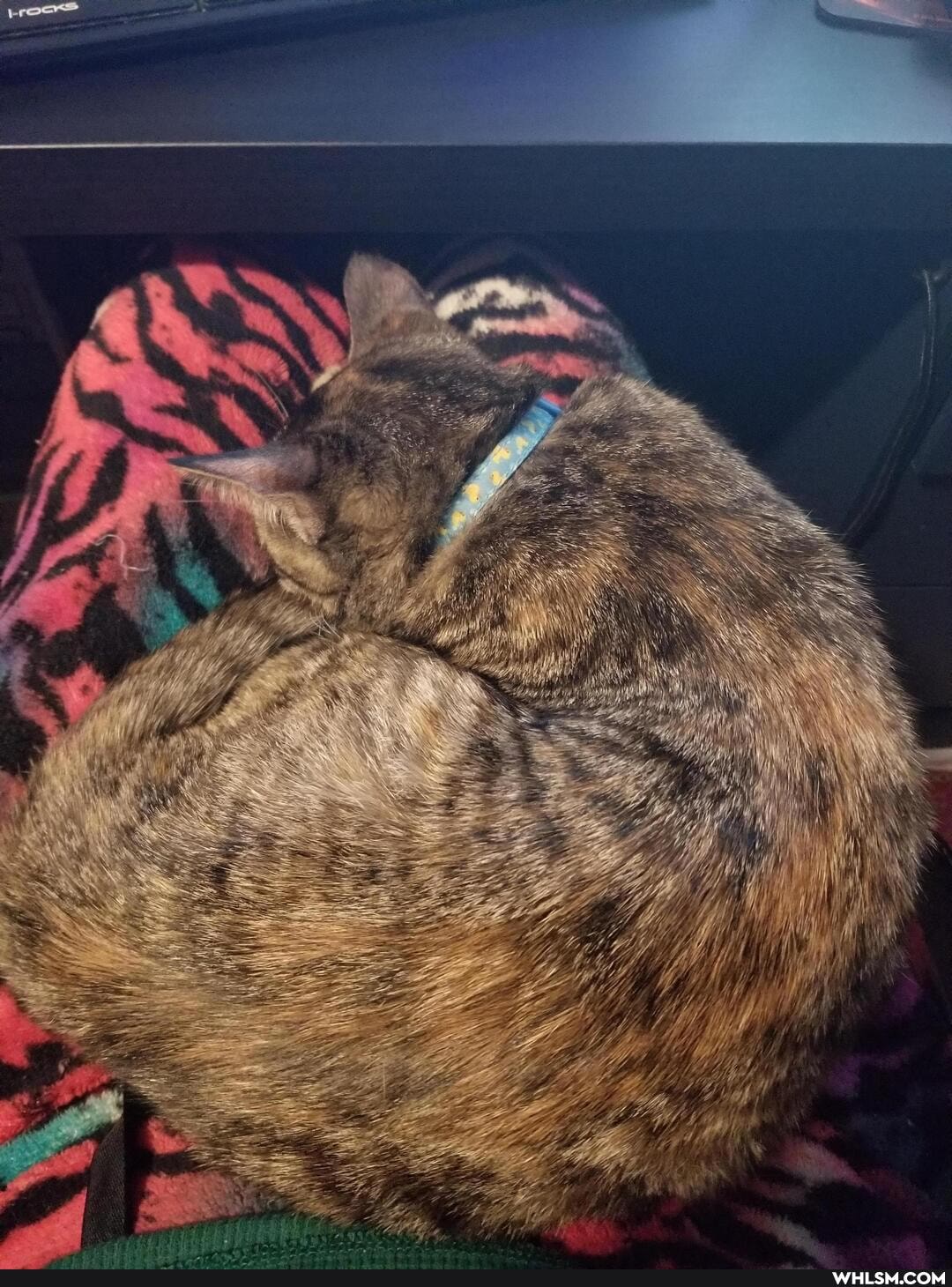 cat, aww, kitten