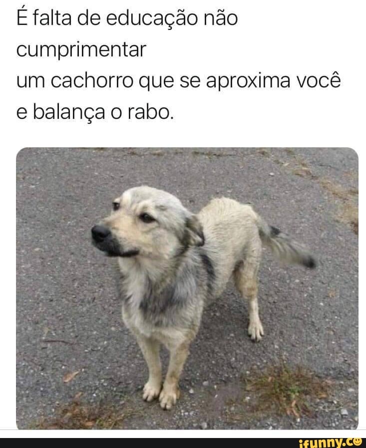 É falta de educação não cumprimentar
um cachorro que se aproxima você e balança o rabo.