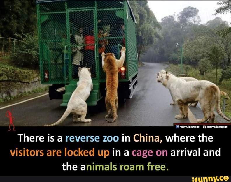 There is a reverse zoo in China, where the visitors are locked up in
