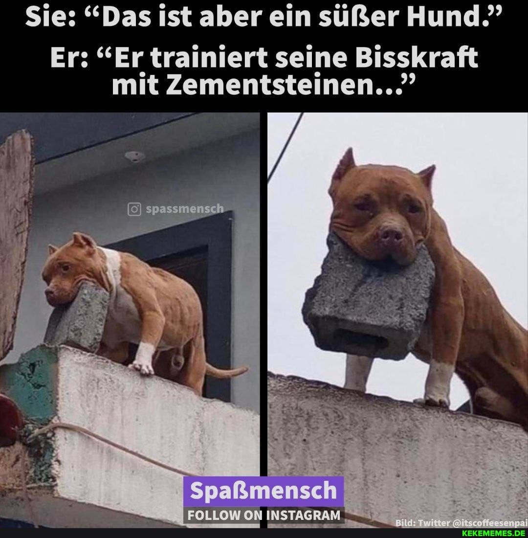Sie: "Das ist aber ein süßer Hund?
Er: "Er trainiert seine Bisskraft mit Zementsteinen..."
spassme
Spaßmensch
am ON INSTAGRAM