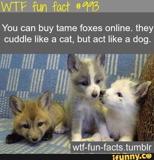 You can buy tame foxes online. they
cuddle like a cat, but act like a dog.
4 wtf-fun-facts.tumblr