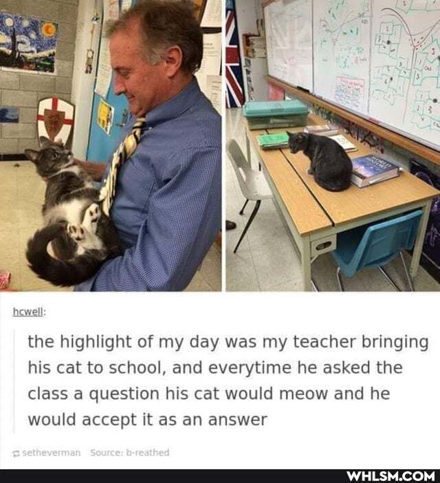 hewell
the highlight of my day was my teacher bringing his cat to school, and everytime he asked the class a question his cat would meow and he would accept it as an answer