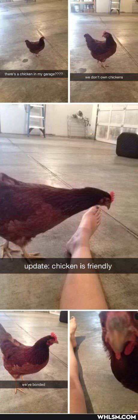 update: chieken is friendly