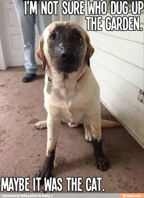 IT.WAS
THE CAT.
