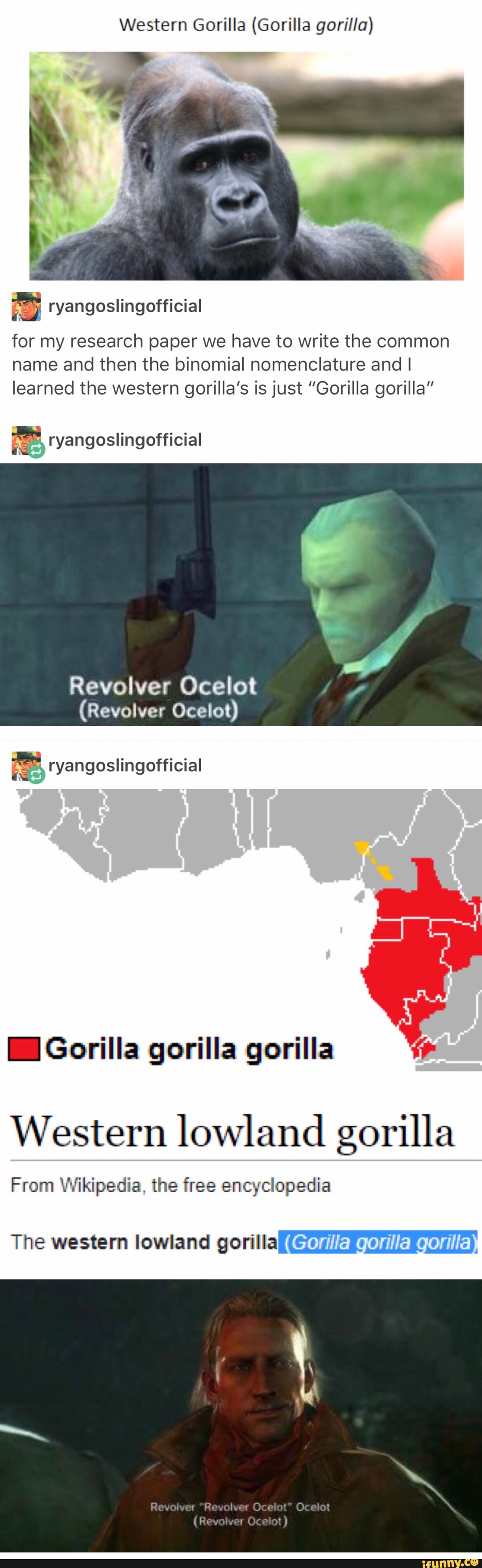 Studying gorillas in the wild research center picture