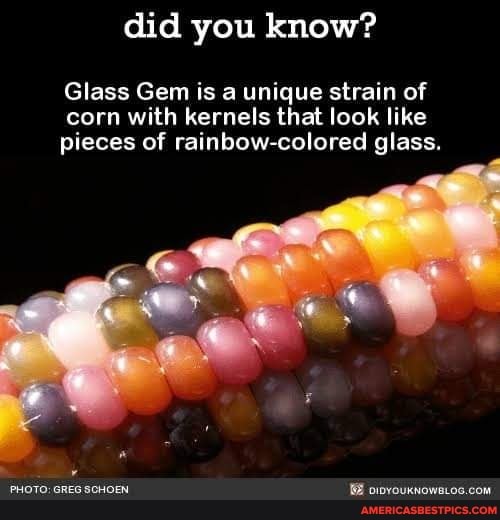 did you know?
Glass Gem is a unique strain of corn with kernels that look like pieces of rainbow-colored glass.
PHOTO: GREG SCHOEN