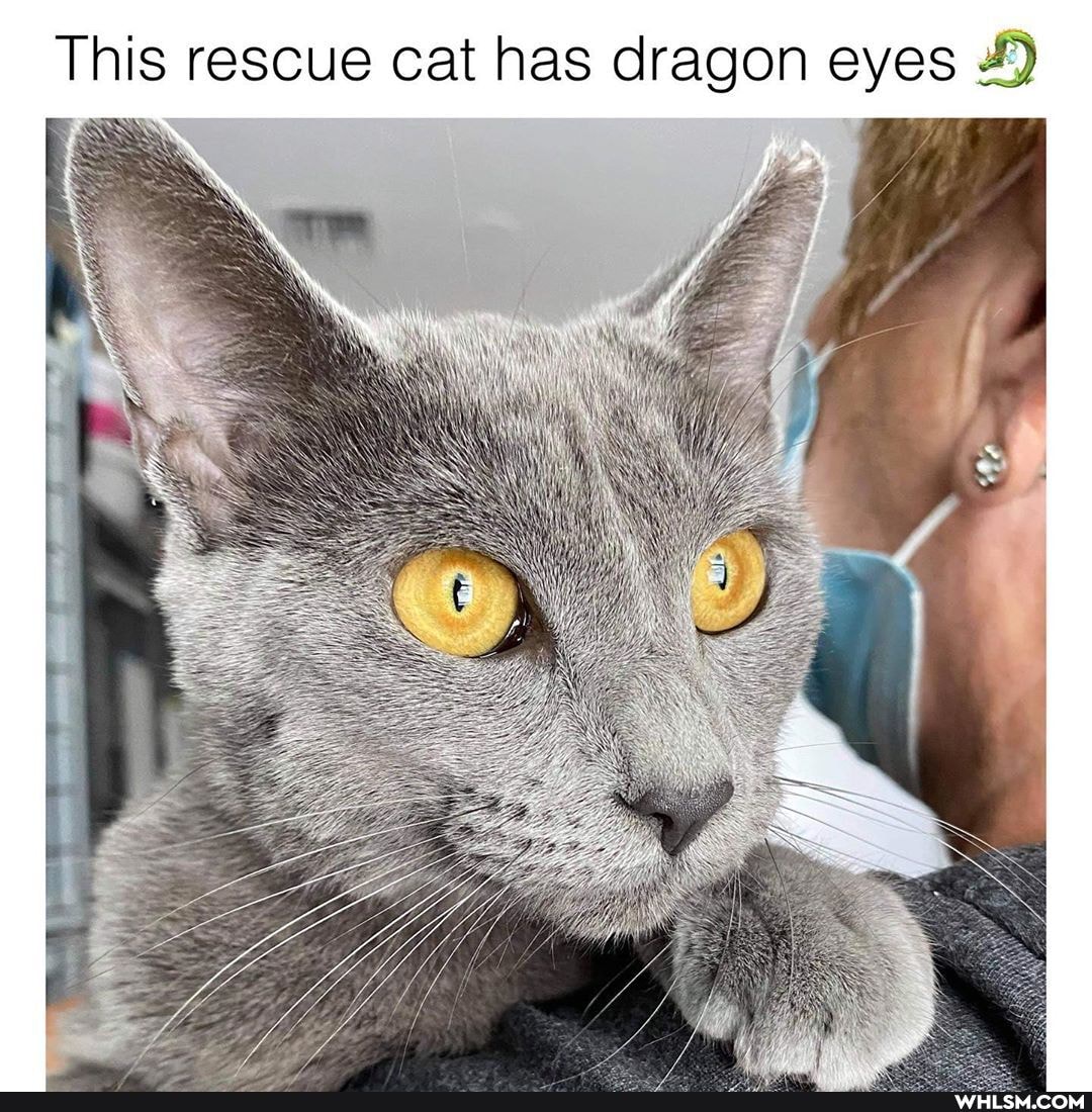 This rescue cat has dragon eyes
of