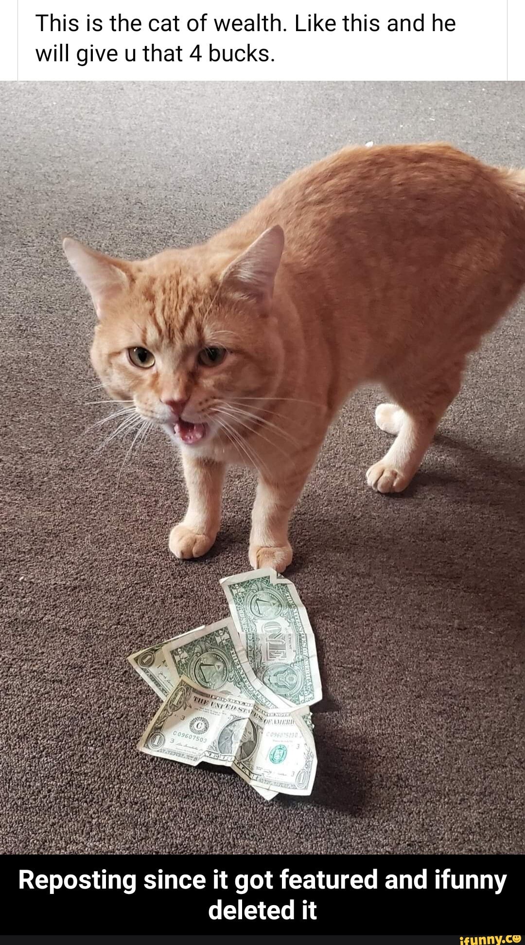 This is the cat of wealth. Like this and he will give u that 4 bucks.
Reposting since it got featured and ifunny deleted it - Reposting since it got featured and ifunny deleted it