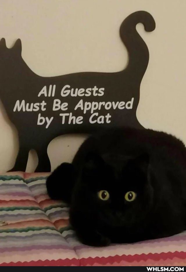 All Guests
Must Be Approved by The Cat