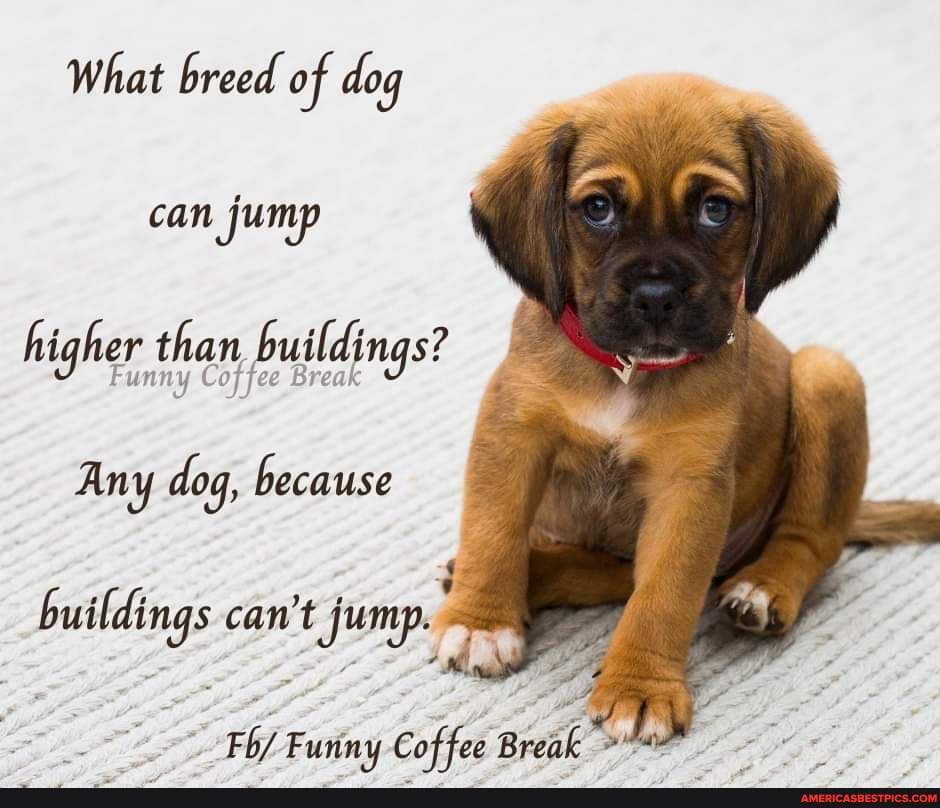 What breed of dog can jump higher than buildings? Any dog, because ...